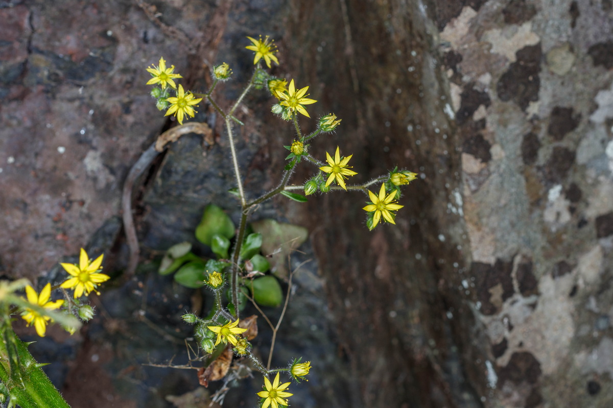  MG 8783 Aichryson pachycaulon subsp. parviflorum (gongarillo mayor palmero)