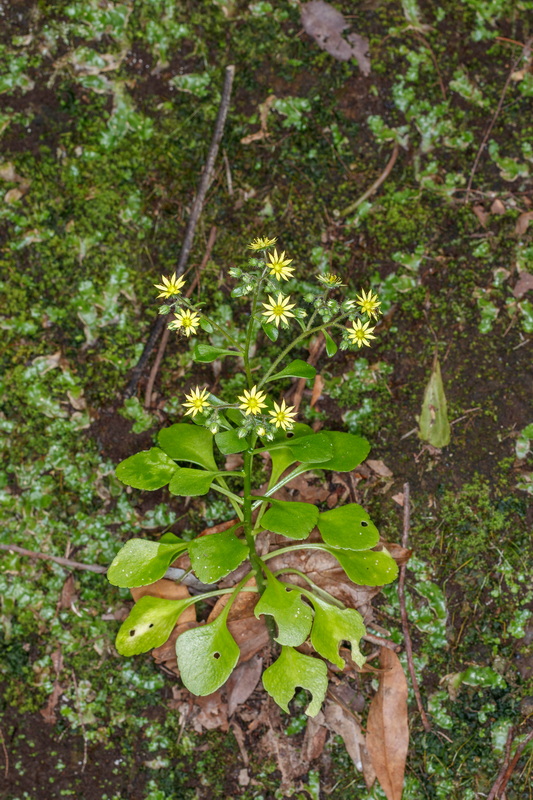  MG 8792 Aichryson pachycaulon subsp. parviflorum (gongarillo mayor palmero)