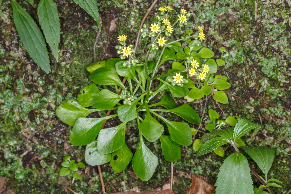  MG 8793 Aichryson pachycaulon subsp. parviflorum (gongarillo mayor palmero)