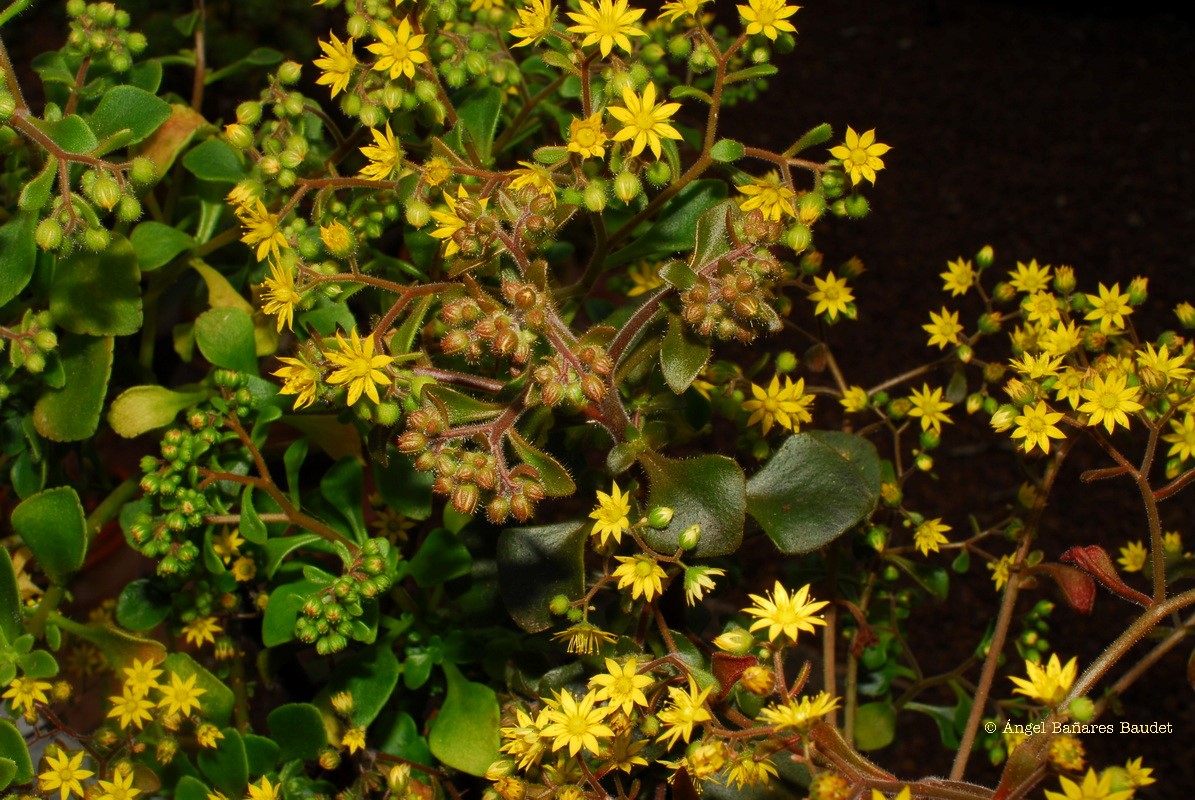 Aichryson laxum ssp. laxum x pachycaulon ssp. parviflorum. AICHRYSON X BUCHII Bañares3
