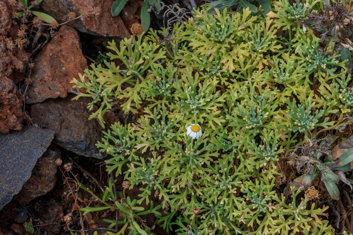  MG 8948 Argyranthemum cf haouarytheum (bainena, margarita)
