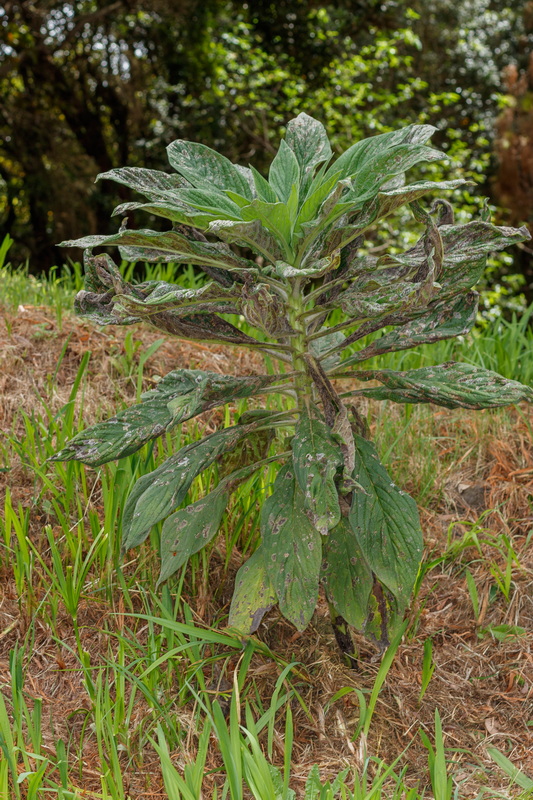  MG 8449 Echium pininana (pininana)