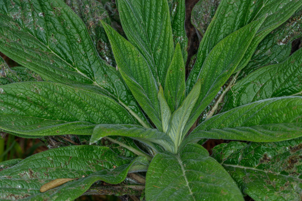  MG 8451 Echium pininana (pininana)