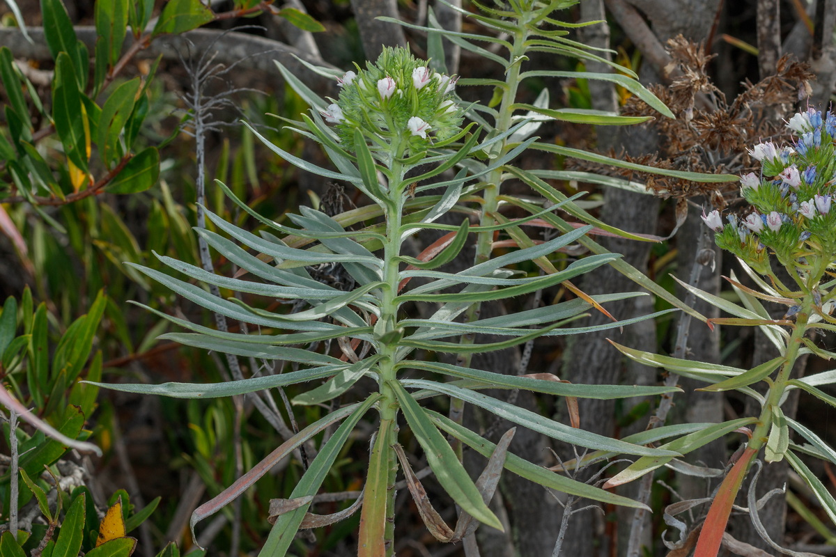  MG 8717 Hibrido Echium x bond spraguei (Echium brevirame y Echium webbii)