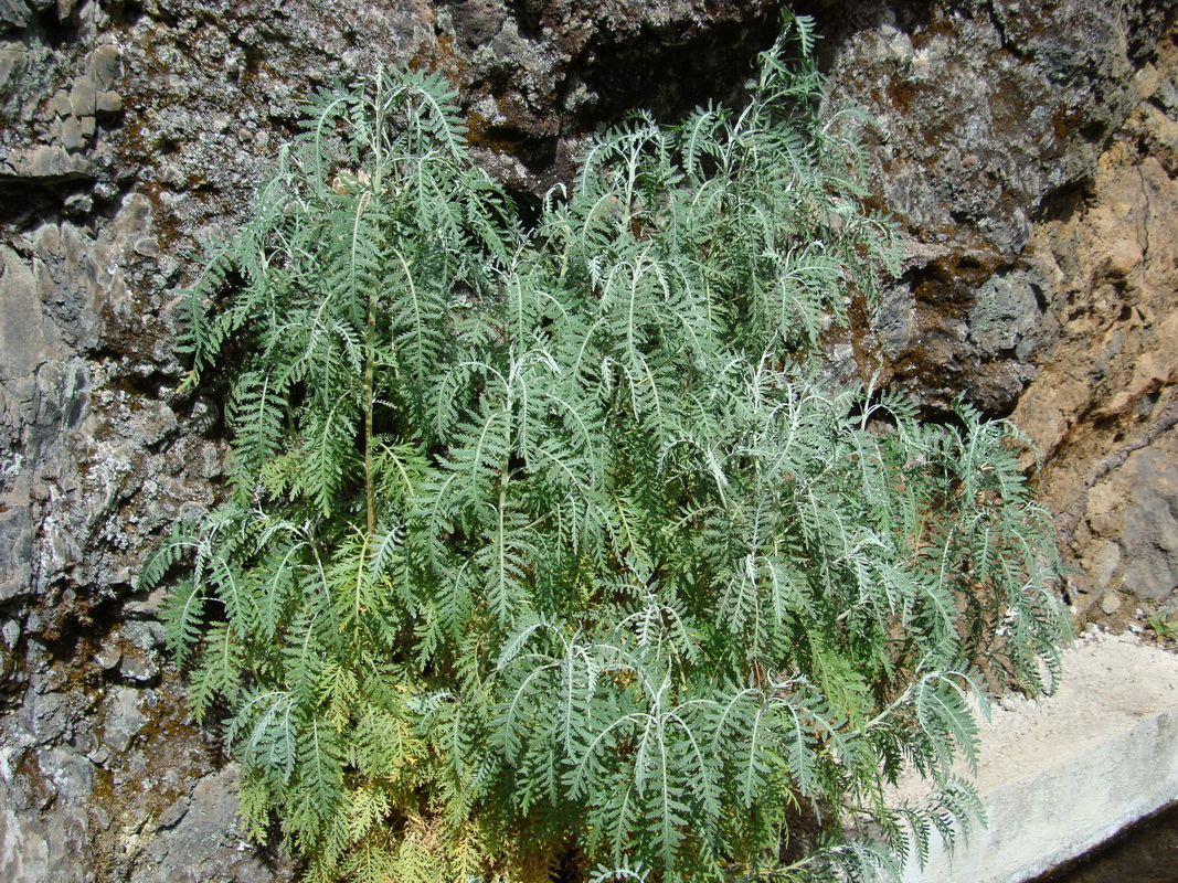 DSC02336 Gonospermum canariense