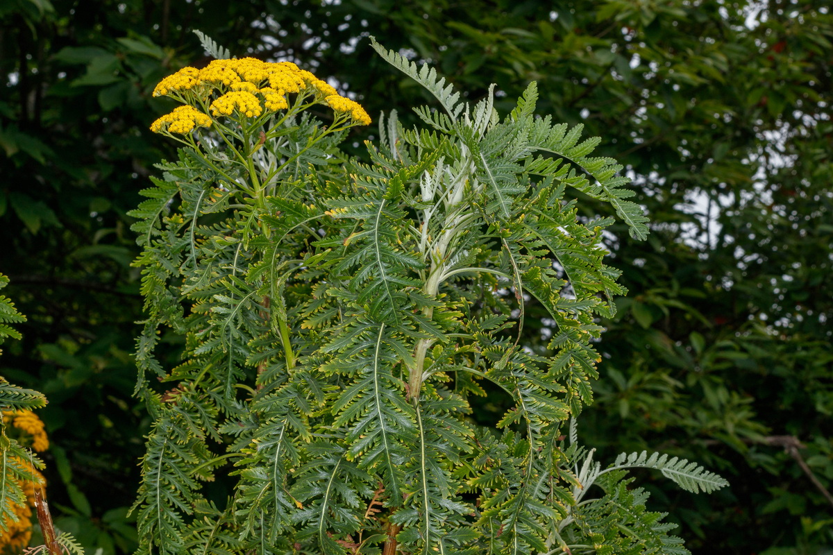  MG 7366 Gonospermum canariense subsp. canariense Faro Sanjuanero