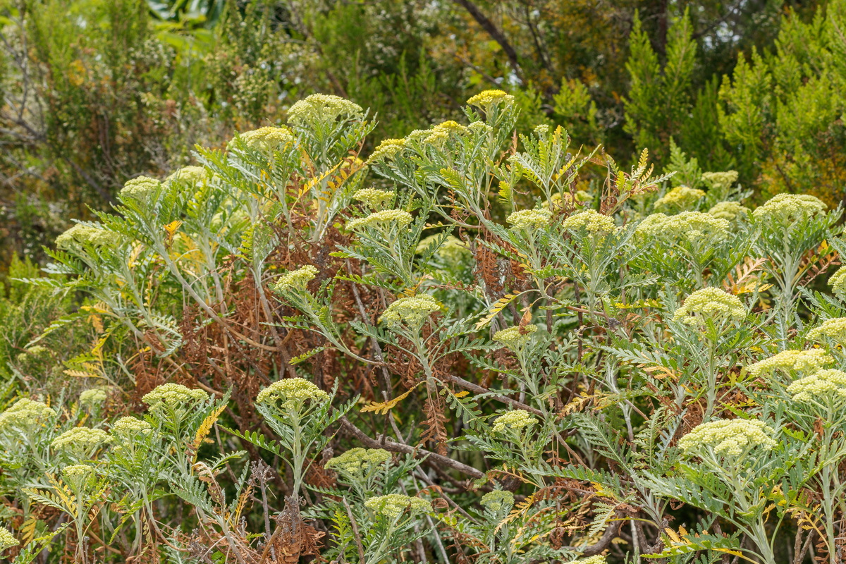  MG 8459 Gonospermum canariense subsp. canariense (faro)