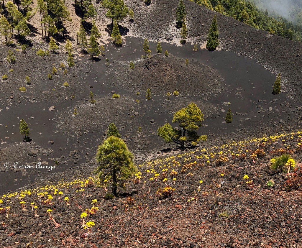 Greenovia ignea creciendo en el crater de un volcan con orientacioìn norte Watermarked
