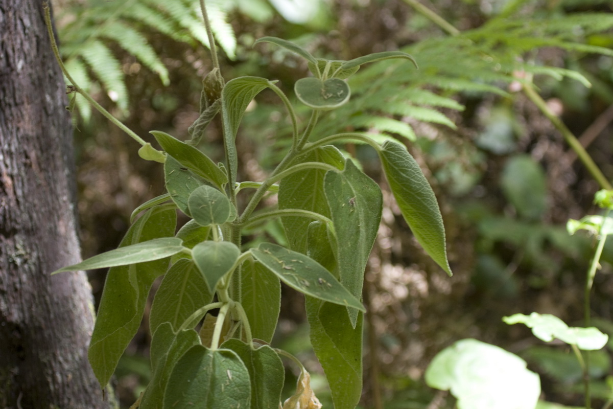 IMG 9909 Sideritis barbellata Salvia blanca palmera