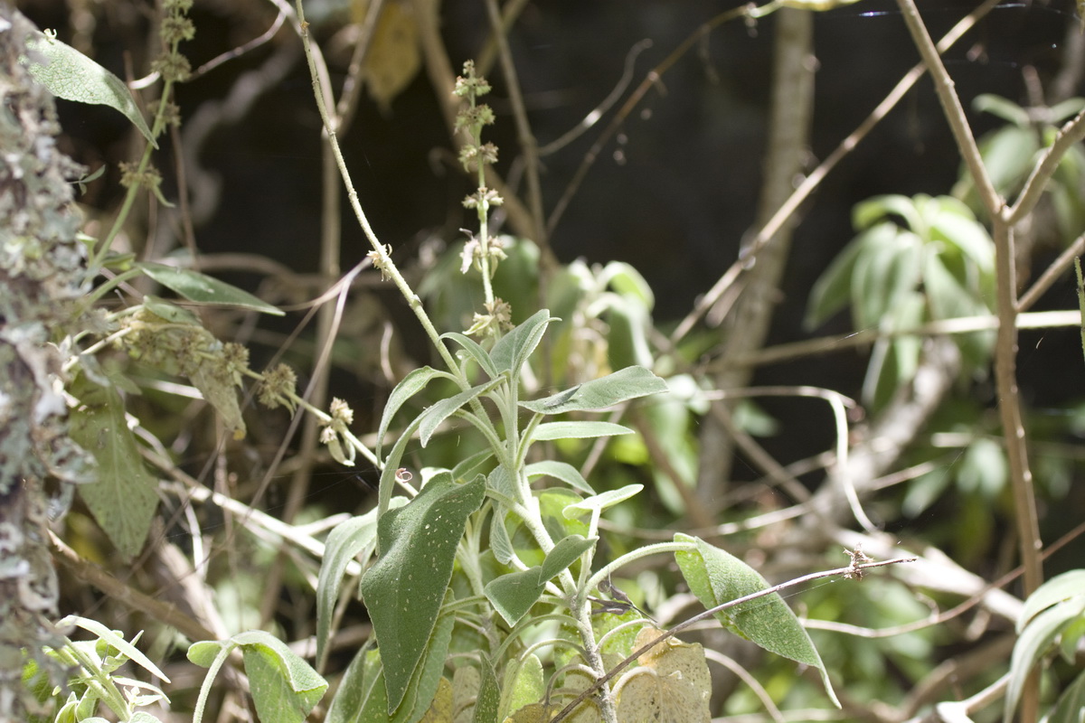 IMG 9913 Sideritis barbellata Salvia blanca palmera