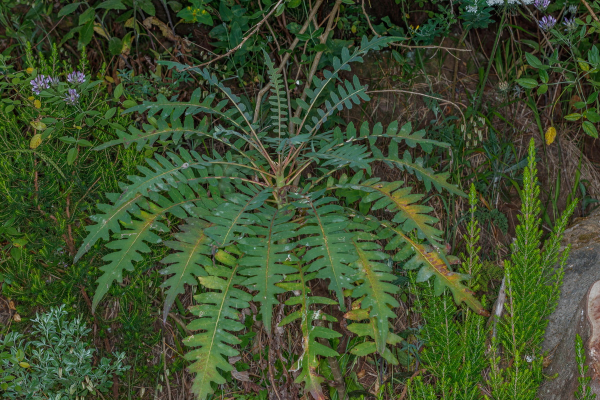  MG 8358 Sonchus palmensis (cerrajon palmero)