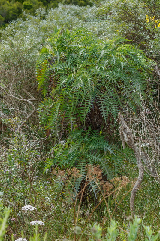 MG 8361 Sonchus palmensis (cerrajon palmero)