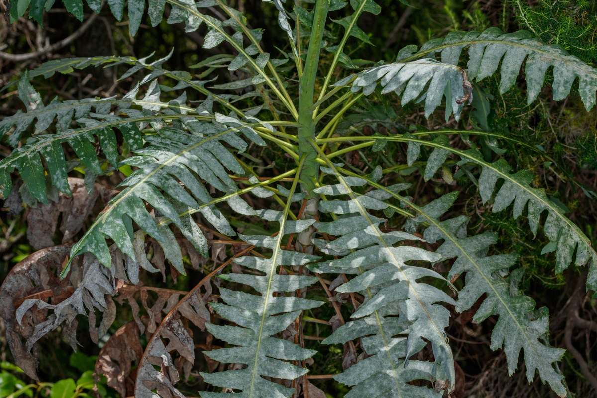  MG 8458 Sonchus palmensis (cerrajon palmero)