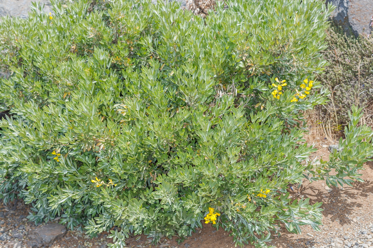  MG 7877 Teline stenopetala subsp. sericea (gacia blanca, retamón)