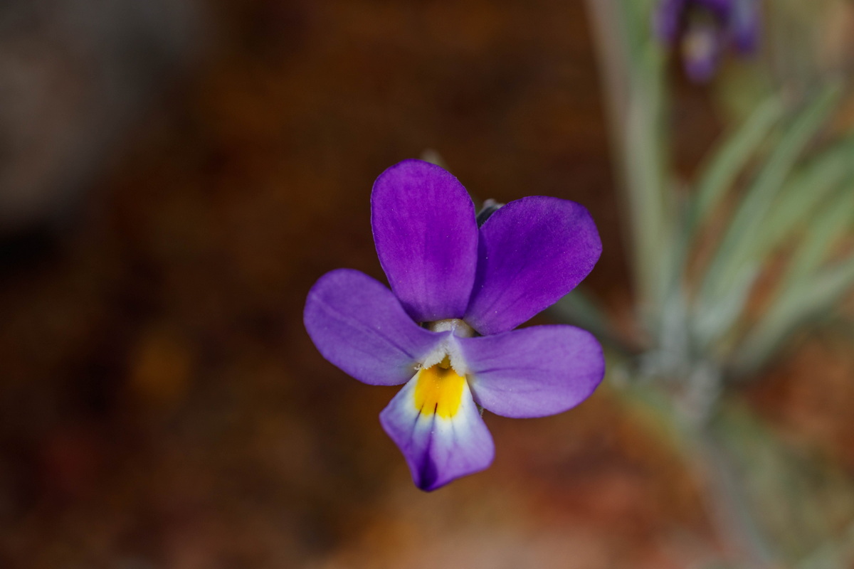  MG 7792 Viola palmensis (violeta de La Palma, pensamiento de las cumbres)