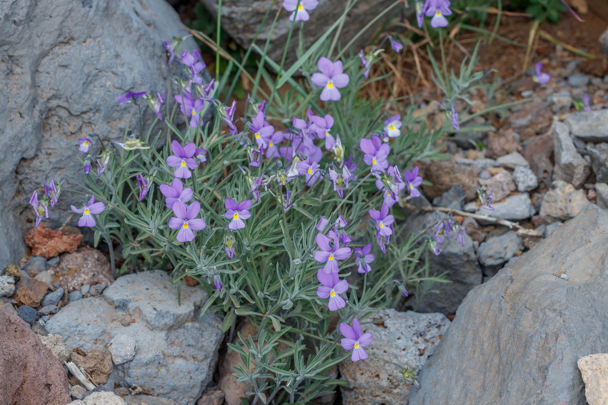  MG 7797 Viola palmensis (violeta de La Palma, pensamiento de las cumbres)