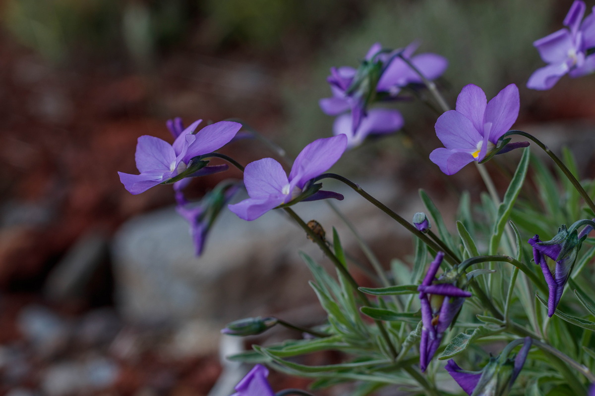  MG 7807 Viola palmensis (violeta de La Palma, pensamiento de las cumbres)