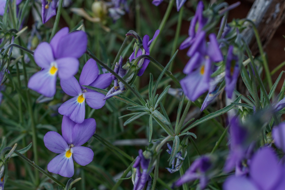  MG 7811 Viola palmensis (violeta de La Palma, pensamiento de las cumbres)