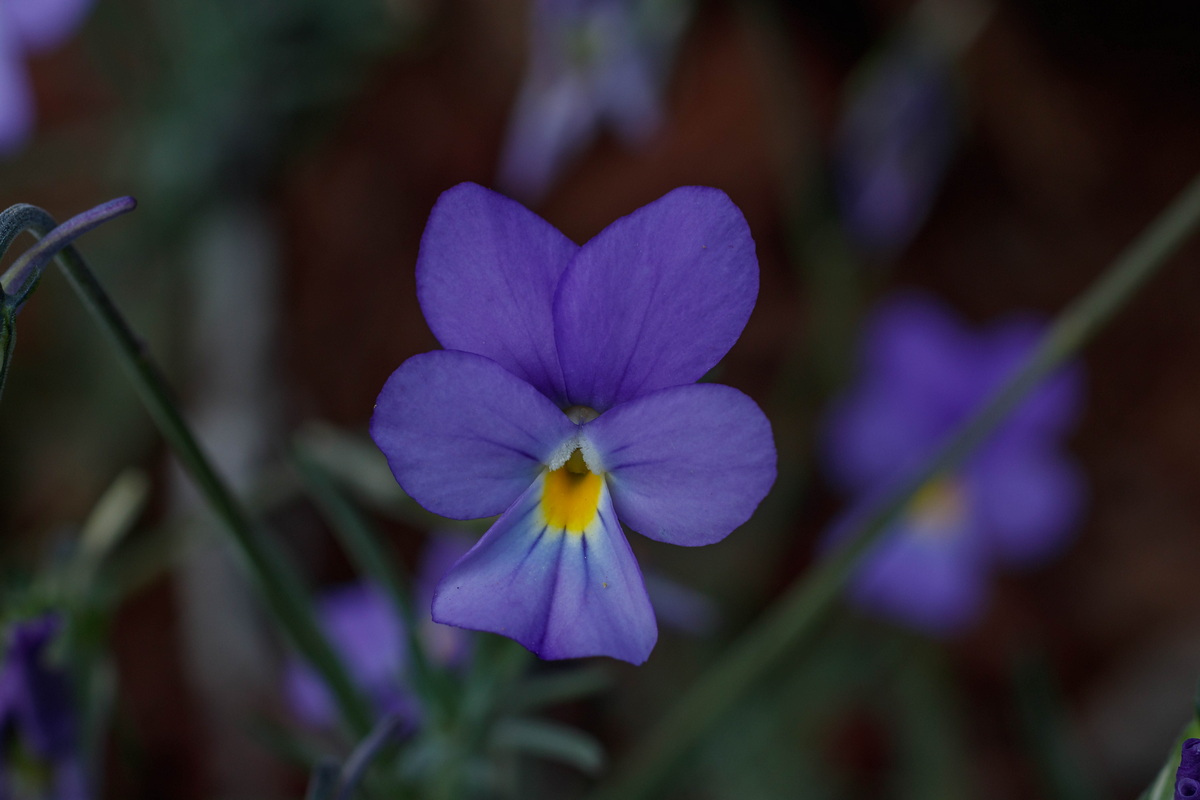  MG 7812 Viola palmensis (violeta de La Palma, pensamiento de las cumbres)