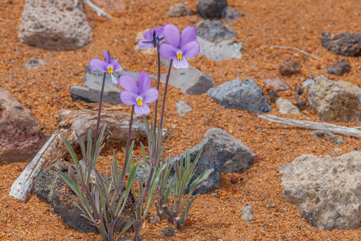  MG 8017 Viola palmensis (violeta de La Palma, pensamiento de las cumbres)