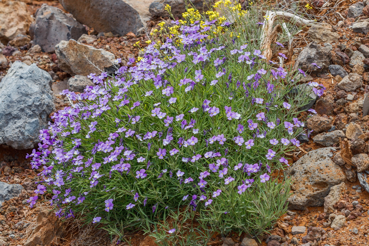  MG 8022 Viola palmensis (violeta de La Palma, pensamiento de las cumbres)