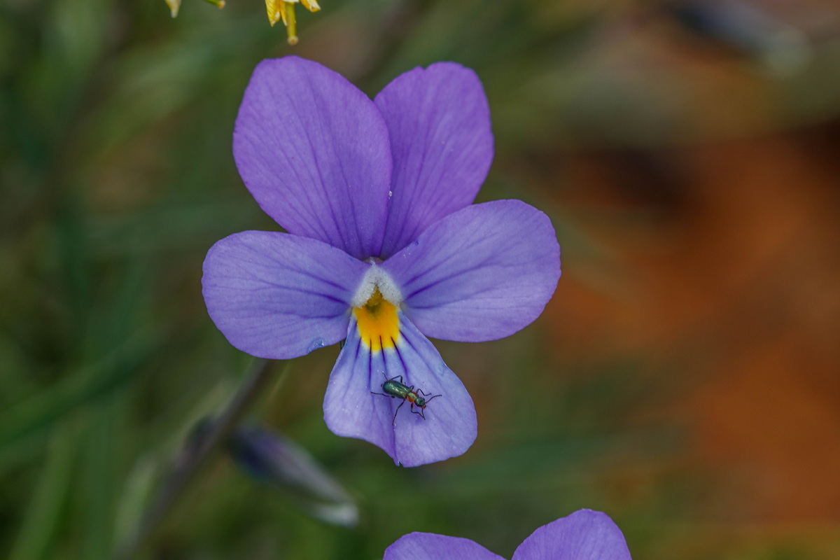  MG 8027 Viola palmensis (violeta de La Palma, pensamiento de las cumbres)