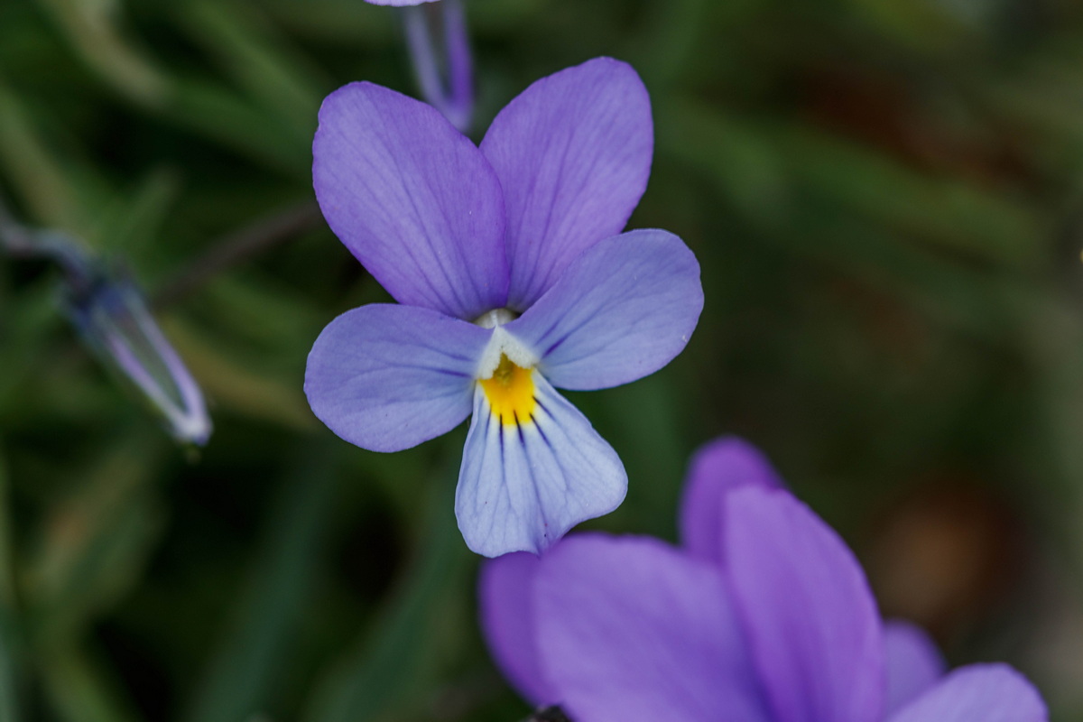  MG 8031 Viola palmensis (violeta de La Palma, pensamiento de las cumbres)