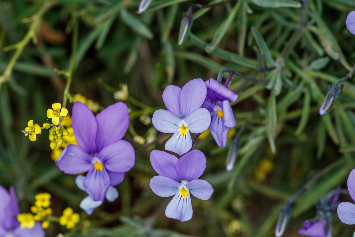  MG 8032 Viola palmensis (violeta de La Palma, pensamiento de las cumbres)