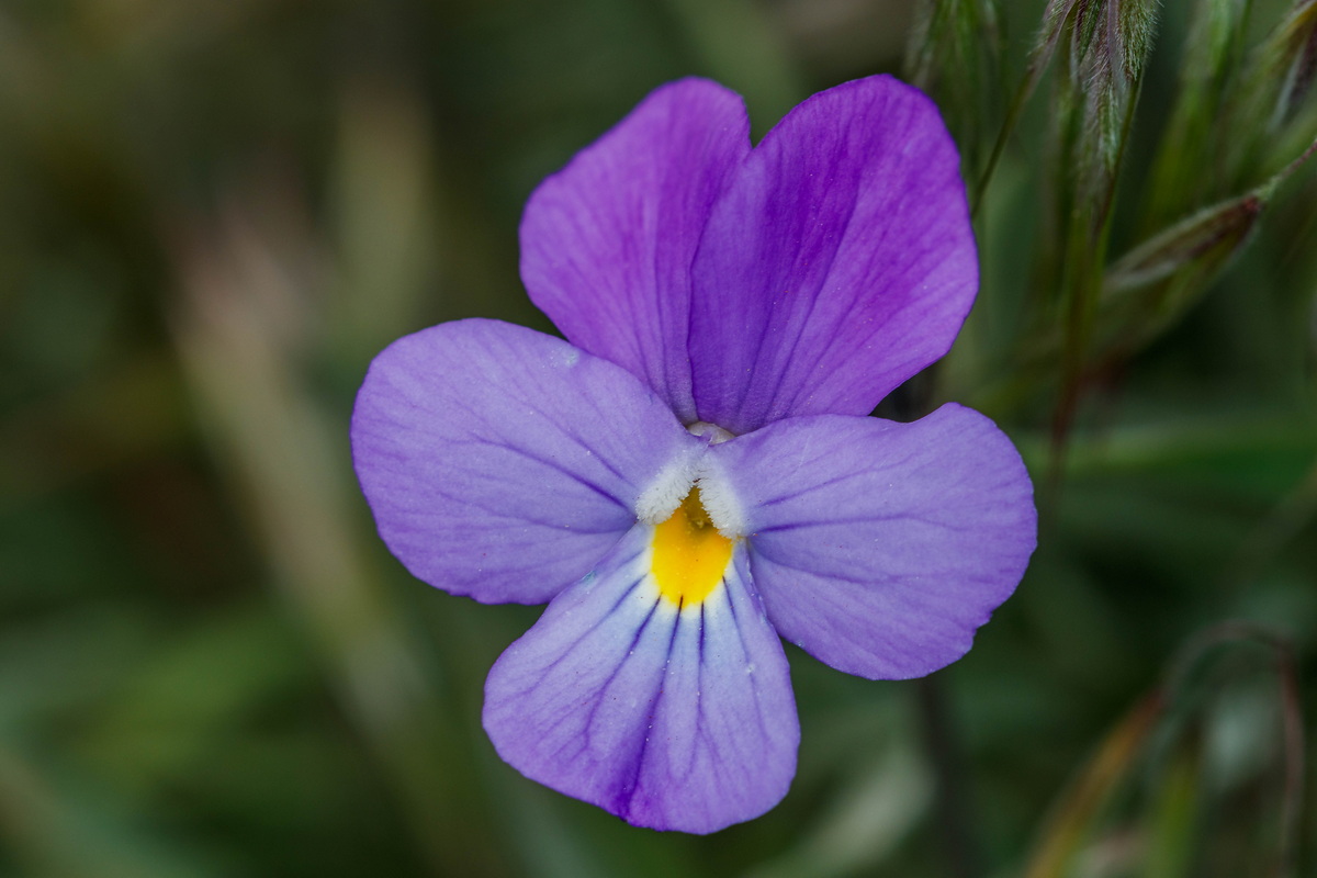  MG 8035 Viola palmensis (violeta de La Palma, pensamiento de las cumbres)