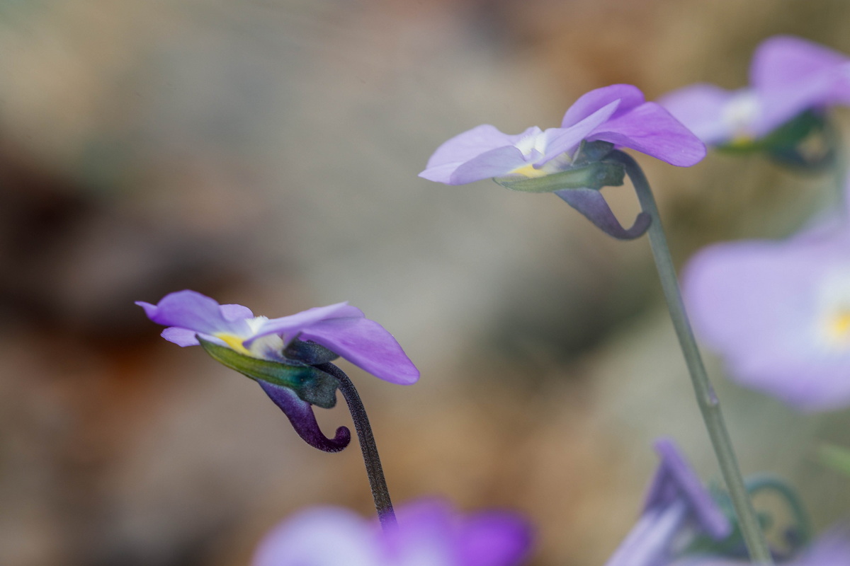  MG 8037 Viola palmensis (violeta de La Palma, pensamiento de las cumbres)