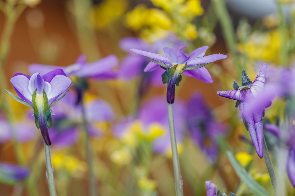  MG 8038 Viola palmensis (violeta de La Palma, pensamiento de las cumbres)