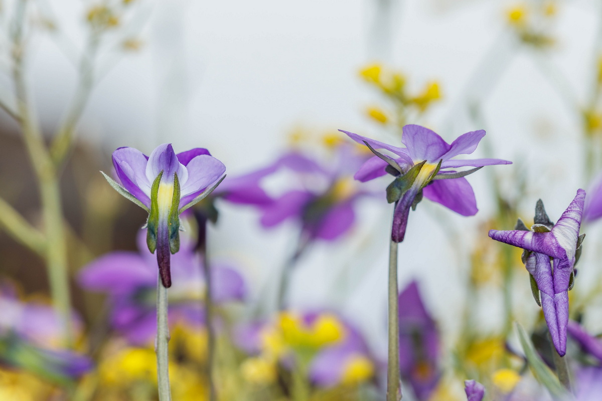  MG 8041 Viola palmensis (violeta de La Palma, pensamiento de las cumbres)