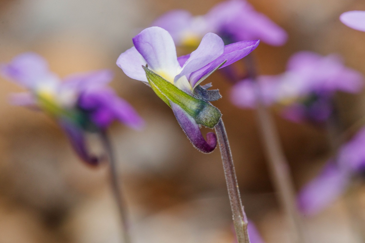  MG 8043 Viola palmensis (violeta de La Palma, pensamiento de las cumbres)