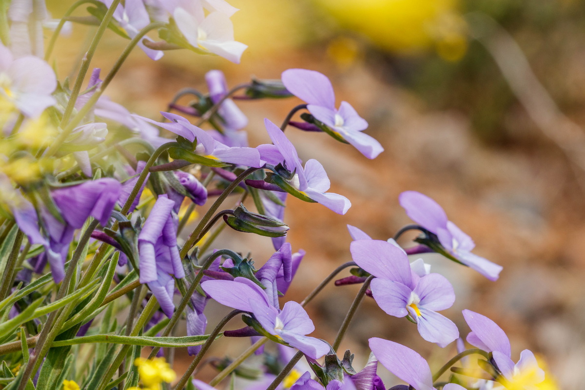  MG 8045 Viola palmensis (violeta de La Palma, pensamiento de las cumbres)