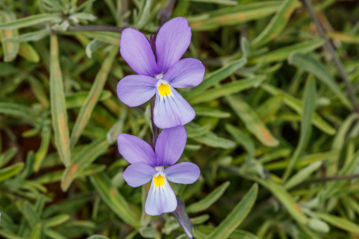  MG 8048 Viola palmensis (violeta de La Palma, pensamiento de las cumbres)