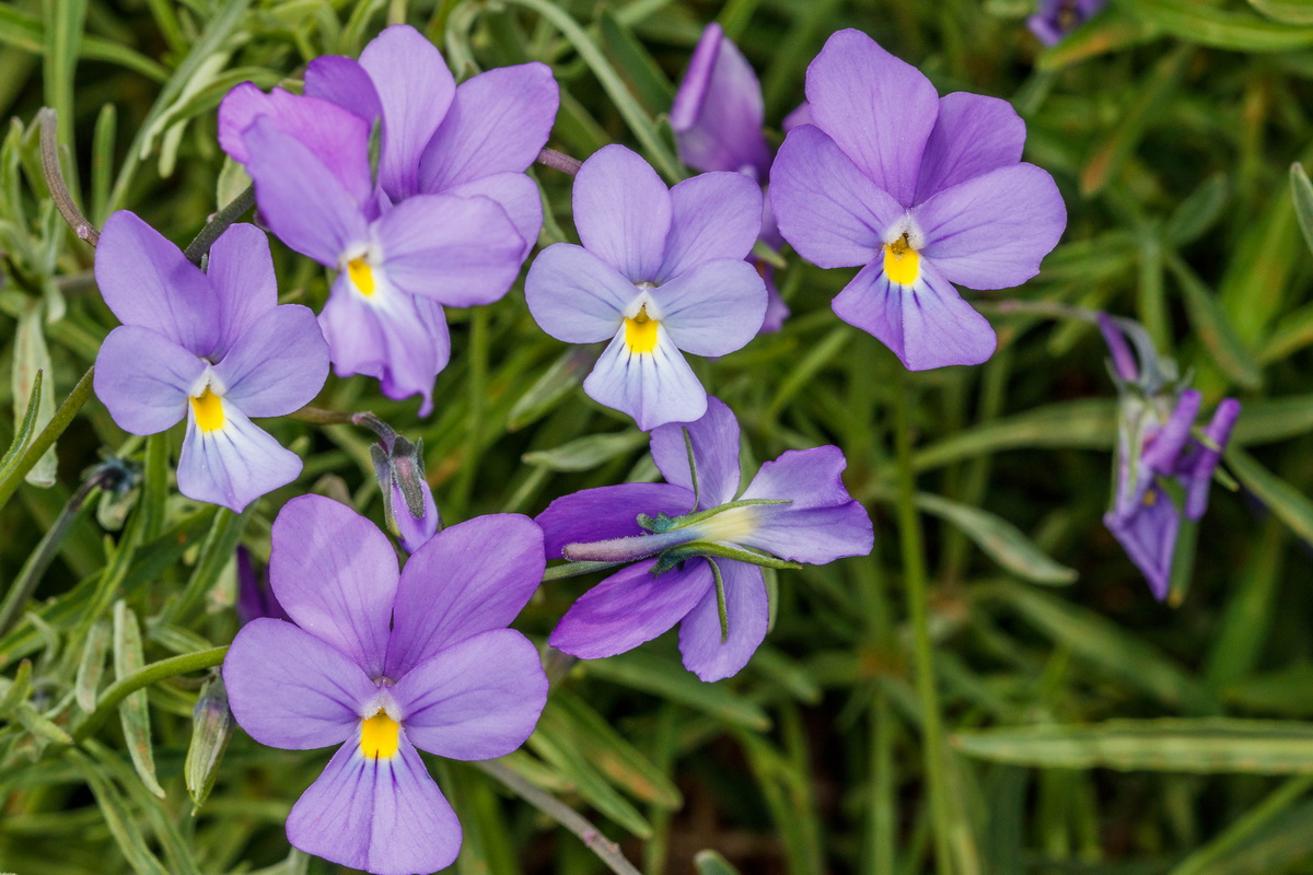  MG 8050 Viola palmensis (violeta de La Palma, pensamiento de las cumbres)