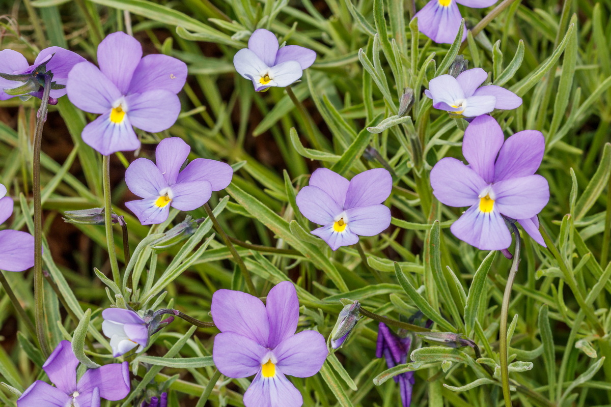  MG 8051 Viola palmensis (violeta de La Palma, pensamiento de las cumbres)