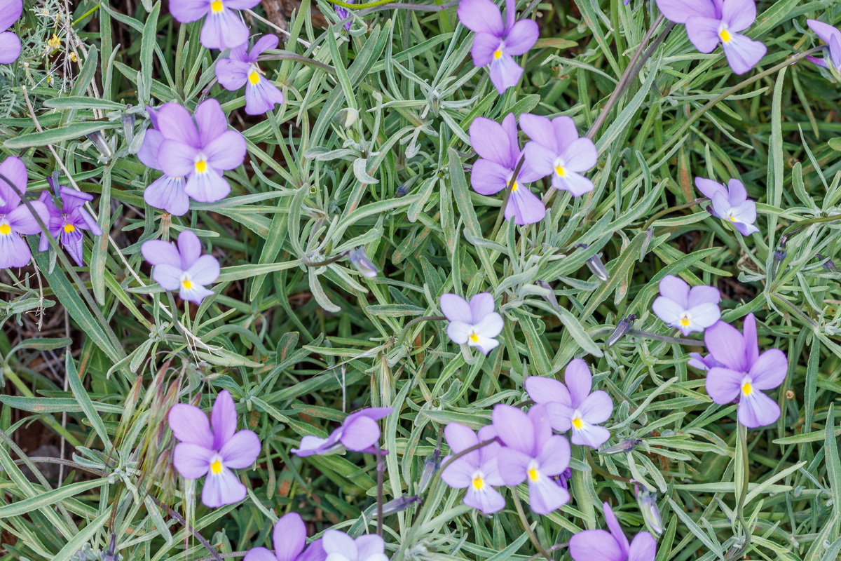  MG 8053 Viola palmensis (violeta de La Palma, pensamiento de las cumbres)
