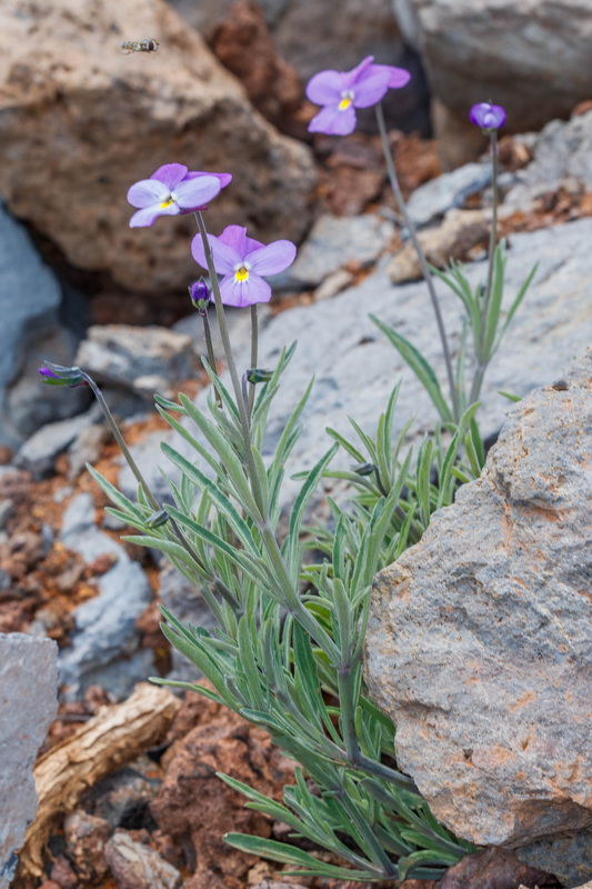  MG 8054 Viola palmensis (violeta de La Palma, pensamiento de las cumbres)
