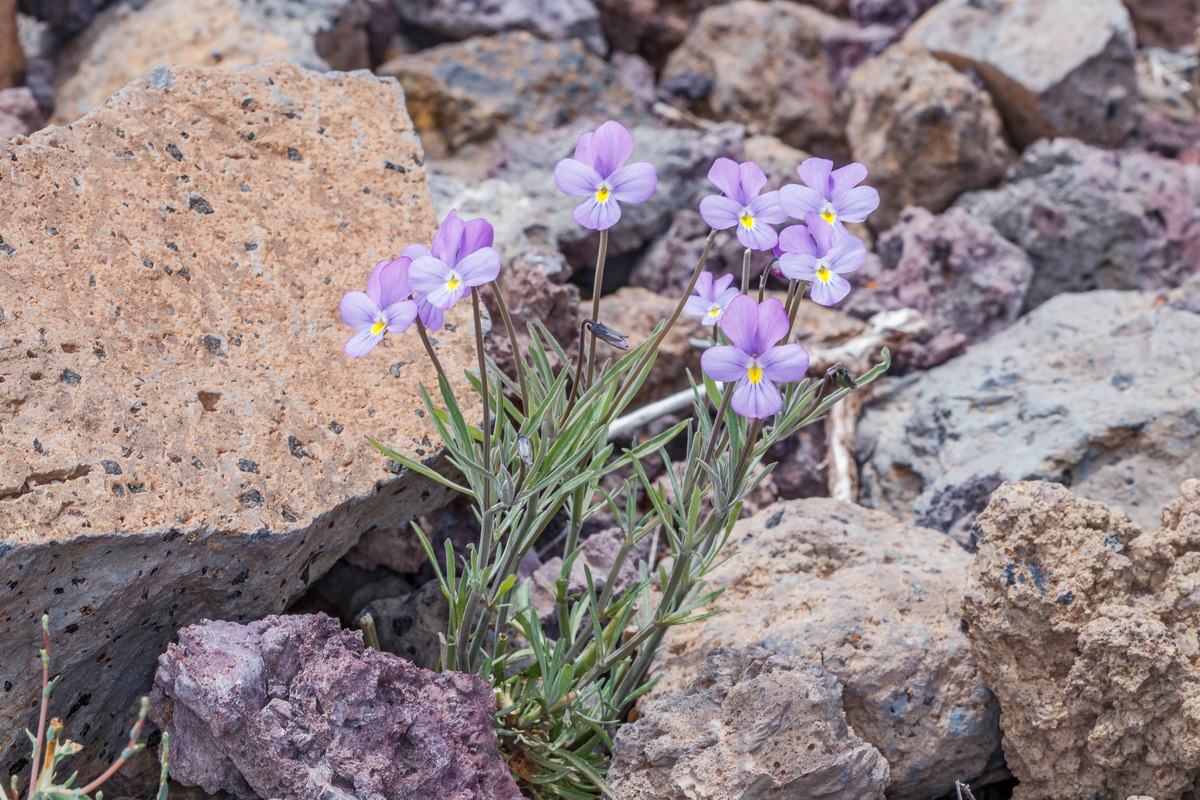  MG 8056 Viola palmensis (violeta de La Palma, pensamiento de las cumbres)