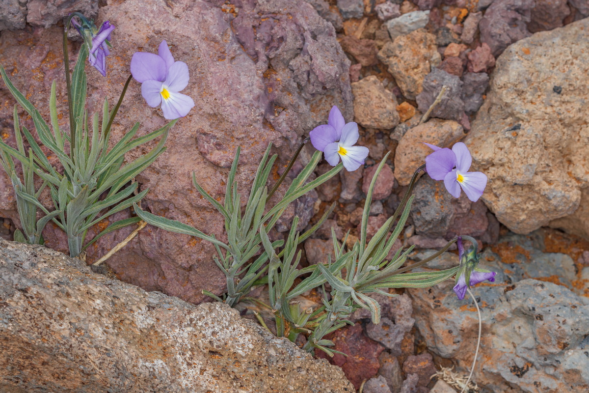  MG 8062 Viola palmensis (violeta de La Palma, pensamiento de las cumbres)
