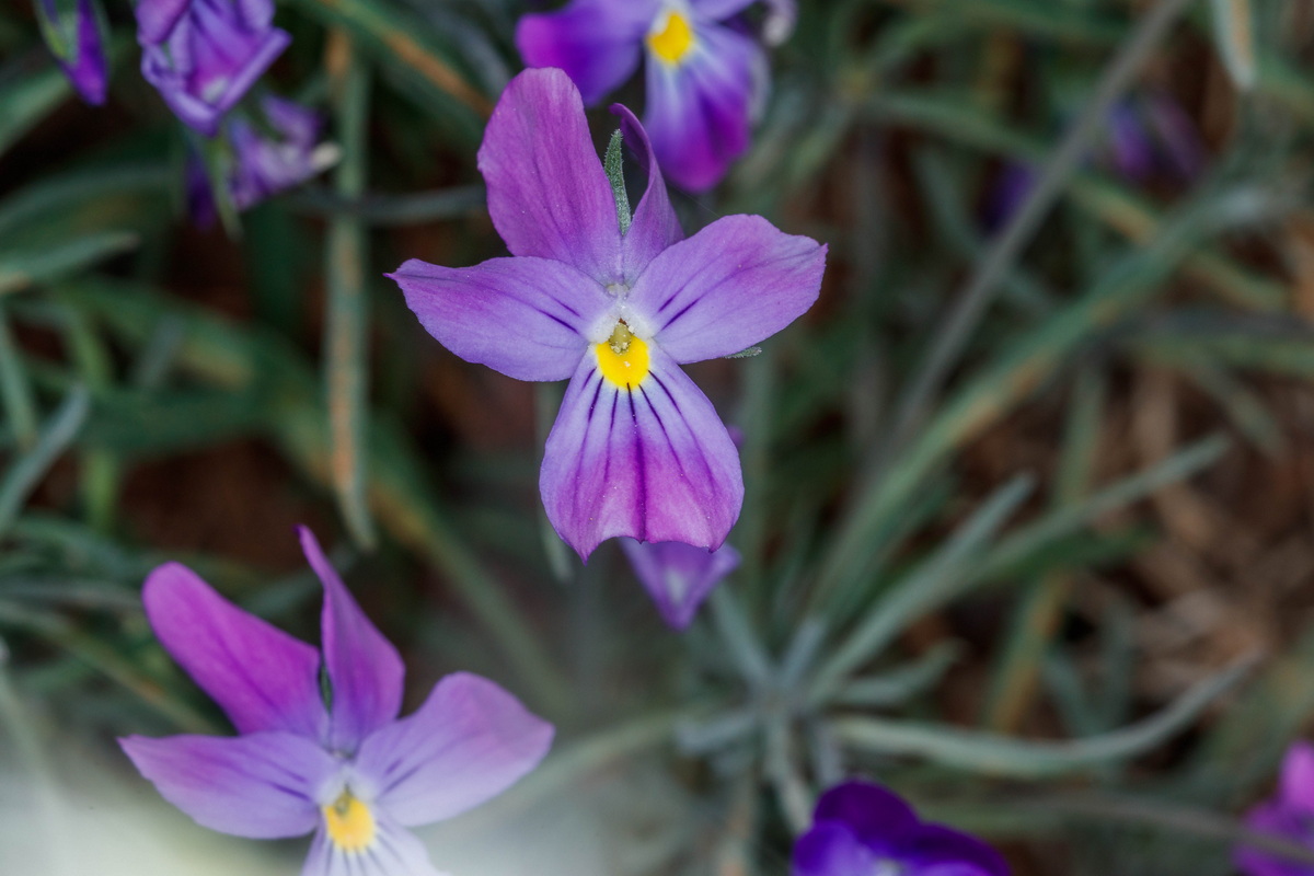  MG 8064 Viola palmensis (violeta de La Palma, pensamiento de las cumbres)