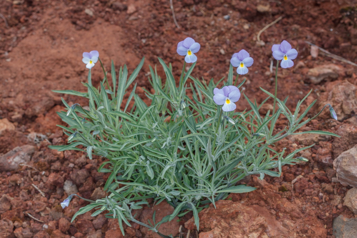  MG 8185 Viola palmensis (violeta de La Palma, pensamiento de las cumbres)