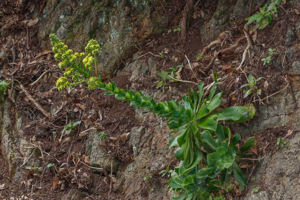 Aeonium cuneatum Gongaro de Anaga02