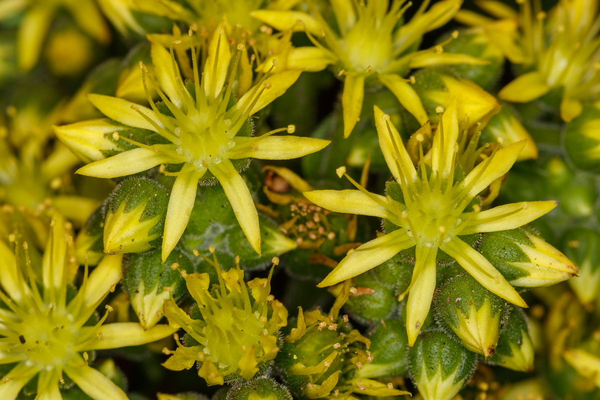 Aeonium cuneatum Gongaro de Anaga05