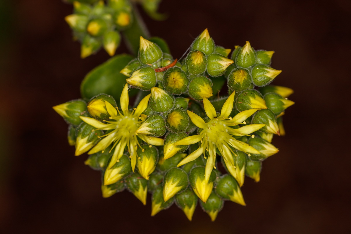 Aeonium cuneatum Gongaro de Anaga06