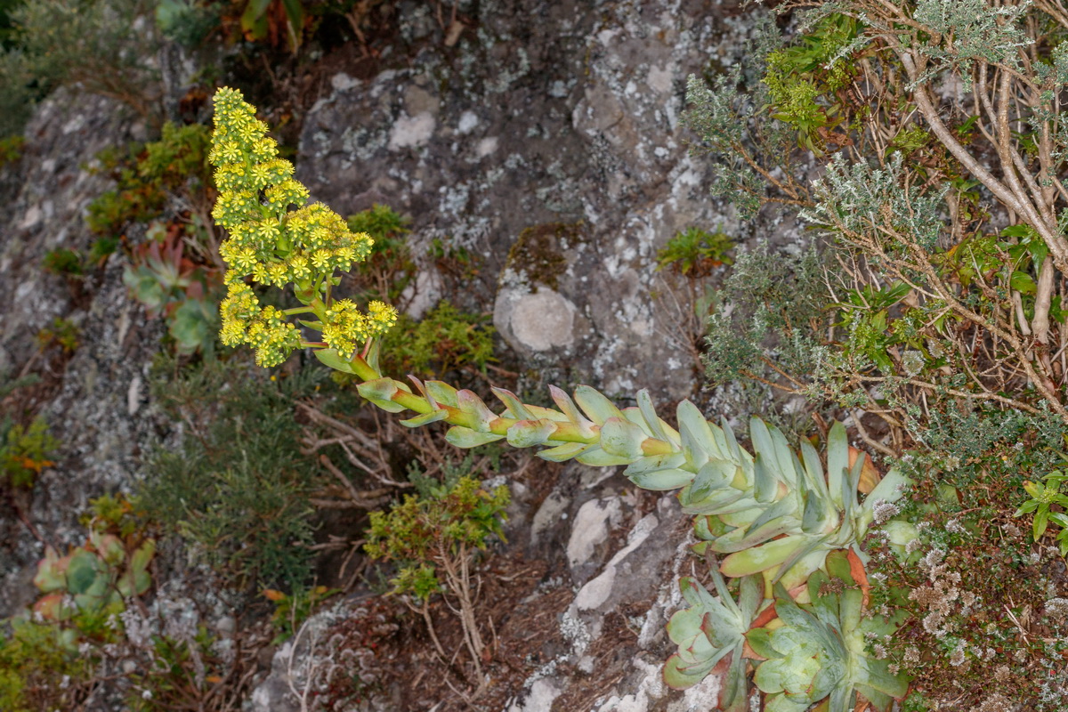 Aeonium cuneatum gongaro de Anaga