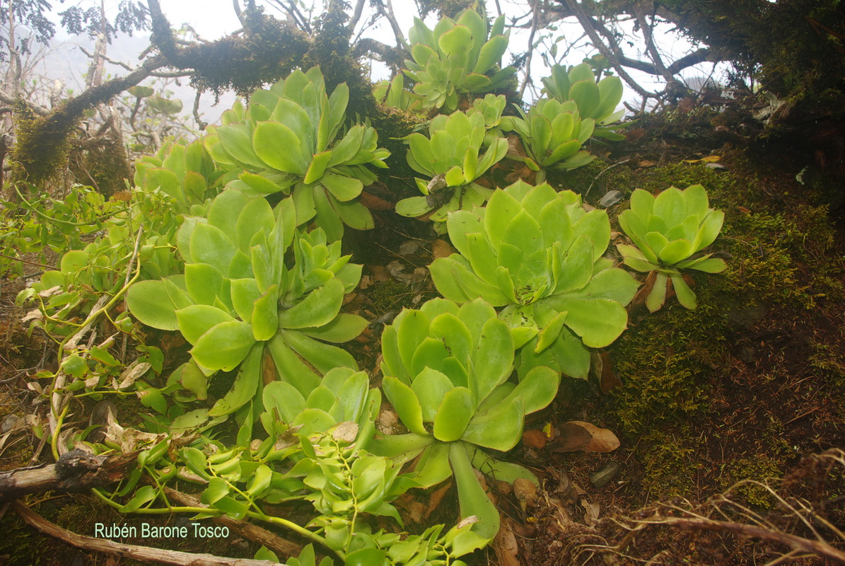 Aeonium cuneatum Ruben Barone