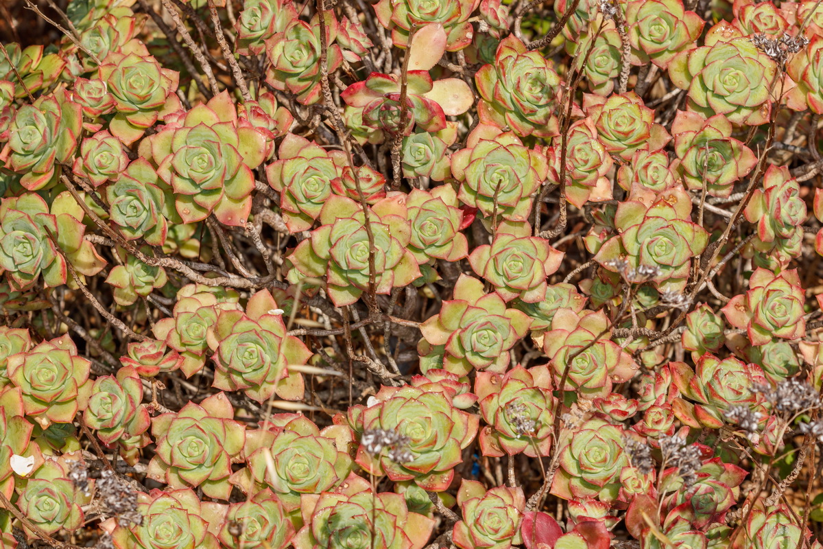 Aeonium haworthii Bejequillo tinerfeño00