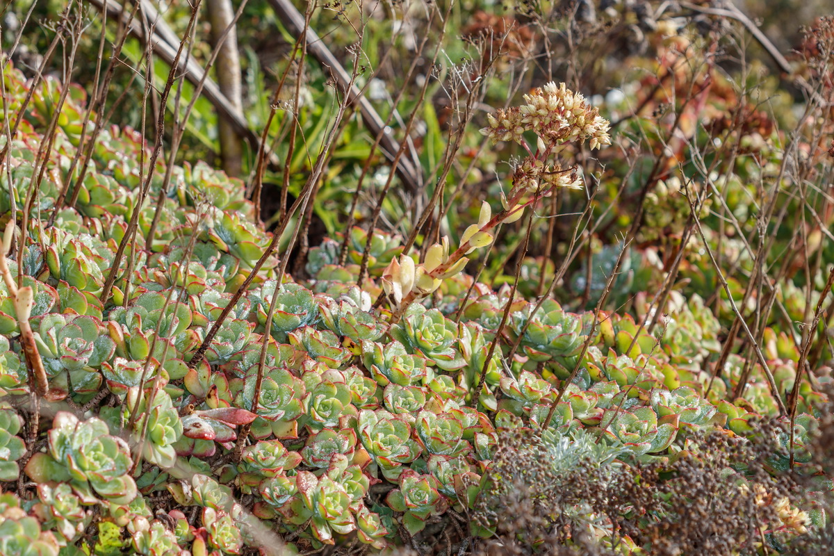 Aeonium haworthii Bejequillo tinerfeño01